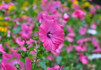 Tử vi ngày 23/12/2020: Tuổi Dần tiền bạc rủng rỉnh, tuổi Tỵ tiểu nhân lừa gạt