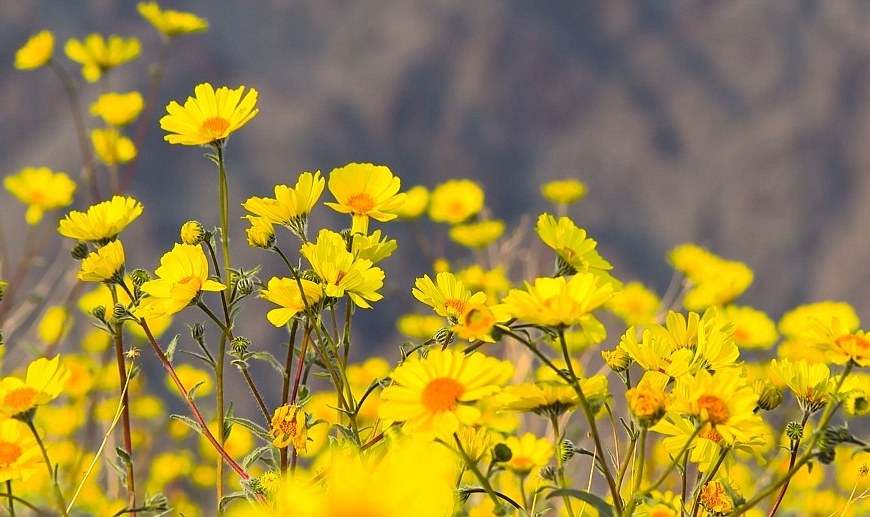 Tử vi tuần mới 12/7  18/7: Tuổi Sửu tiền bạc rủng rỉnh, Tuất việc không như ý