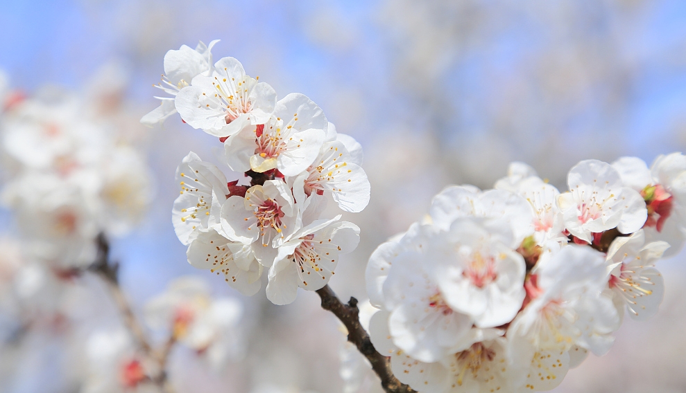 Tử vi tuần mới 15/2 - 21/2: Tuổi Tý thách thức phía trước, tuổi Thìn cơ hội phát tài