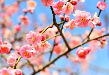 Tử vi ngày 13/2/2021: Tuổi Dần tài lộc sáng rõ, tuổi Dậu may mắn tìm tới