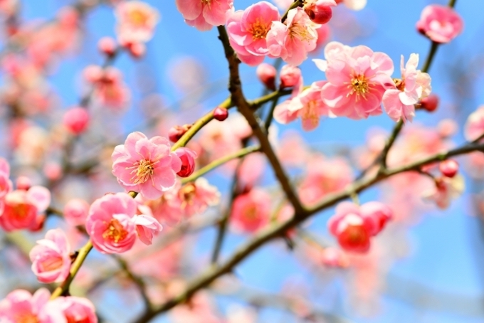 Tử vi ngày 27/1/2023: Tuổi Dần cẩn trọng tiền bạc, tuổi Thìn may mắn ghé thăm