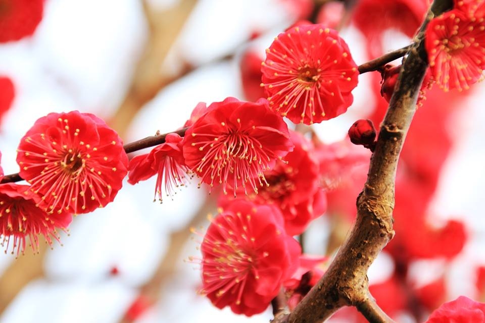 Tử vi tháng 2/2023: Tuổi Tỵ vận tài khởi sắc, tuổi Ngọ tình duyên rực rỡ