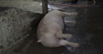 Bạc Liêu: Liên tiếp phát hiện dân buôn bơm nước vào heo, gian dối hàng Tết