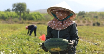 Nông dân “khóc ròng” vì dưa hấu vụ Tết rớt giá thảm, không có ai mua