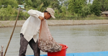 Nghề nuôi cá kèo "sống khỏe" dịp Tết, "bỏ túi" cả chục triệu đồng mỗi ngày