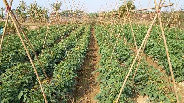 Chung tay giải cứu nông sản Hải Dương trước nguy cơ mất trắng vì dịch - 5 Chung tay giải cứu nông sản Hải Dương trước nguy cơ mất trắng vì dịch - 5