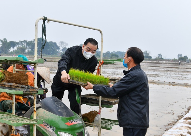 Bí thư và Chủ tịch TP Hà Nội xuống đồng cấy lúa, động viên nông dân - 3