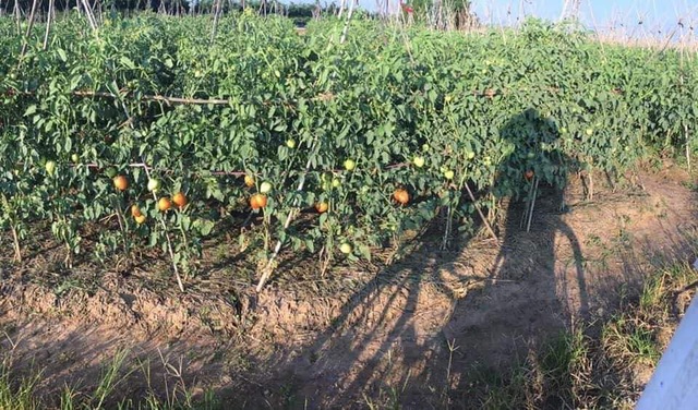 Chung tay giải cứu nông sản Hải Dương trước nguy cơ mất trắng vì dịch - 4 Chung tay giải cứu nông sản Hải Dương trước nguy cơ mất trắng vì dịch - 4