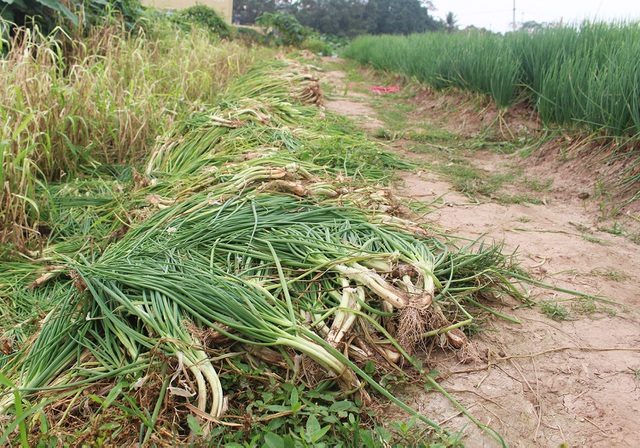 Hành lá rẻ như cho, bán 3 kg không mua nổi 1 cốc trà đá: Dân nhổ, vứt bỏ - 1