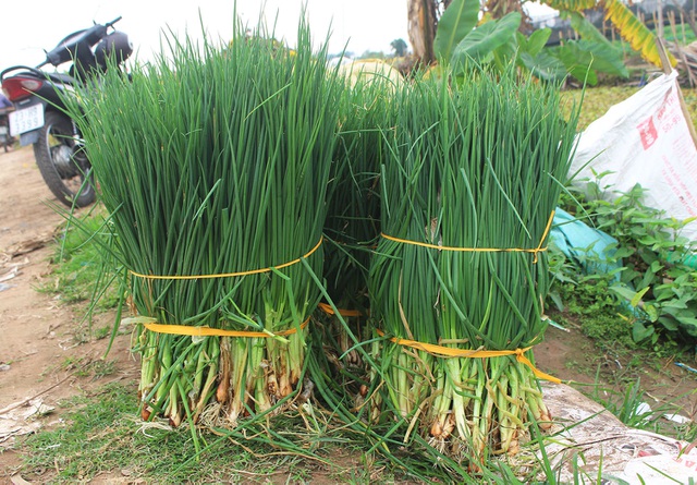Hành lá rẻ như cho, bán 3 kg không mua nổi 1 cốc trà đá: Dân nhổ, vứt bỏ - 4