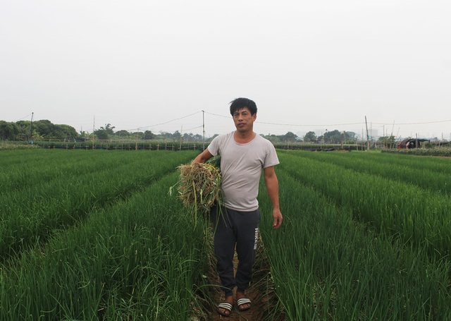 Hành lá rẻ như cho, bán 3 kg không mua nổi 1 cốc trà đá: Dân nhổ, vứt bỏ - 3
