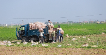 Tính hai mặt của giải cứu nông sản và những hệ lụy với xuất khẩu