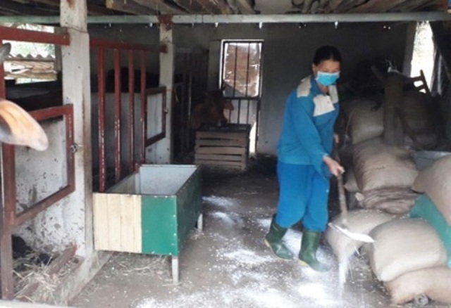 Bệnh lạ ở trâu, bò đang lan rộng khắp Hà Tĩnh - 2