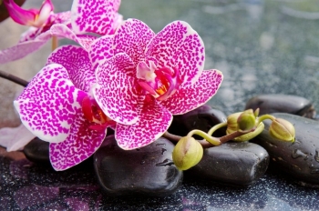 Tử vi ngày 2/2/2021: Tuổi Sửu khẳng định vị trí, tuổi Thìn công danh thuận lợi