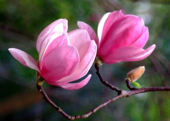 Tử vi ngày 7/3/2020: Tuổi Thân đứng trước lựa chọn, tuổi Tuất cần phải thận trọng