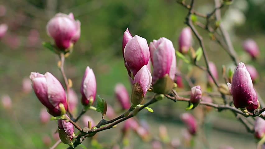 tu vi ngay 732020 tuoi than dung truoc lua chon tuoi tuat can phai than trong