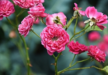 Tử vi ngày 8/2/2021: Tuổi Mão chớ nên mạo hiểm, tuổi Mùi ngập tràn vận may