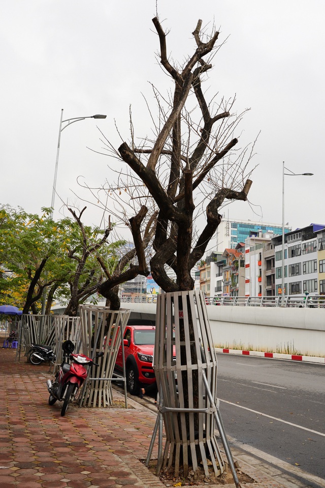 7 cây sưa đỏ quý hiếm trên đường Nguyễn Văn Huyên ở Hà Nội đã chết - 9