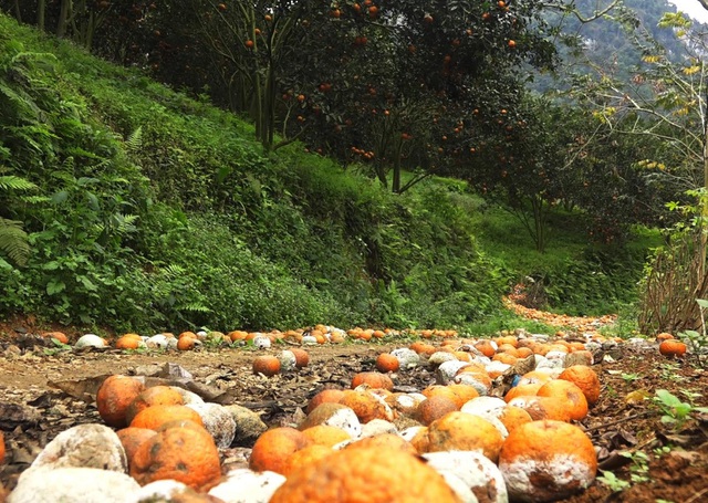 Cam sành đặc sản giá siêu rẻ 8.000 đồng/kg, tiểu thương tiết lộ sự thật - 2