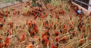 Sau rau củ quả, đến lượt giải cứu gà đồi Hải Dương 55.000 đồng/kg