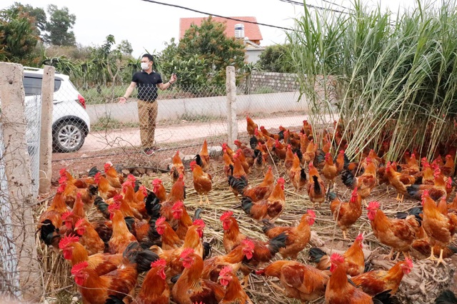 Sau rau củ quả, đến lượt giải cứu gà đồi Hải Dương 55.000 đồng/kg - 5