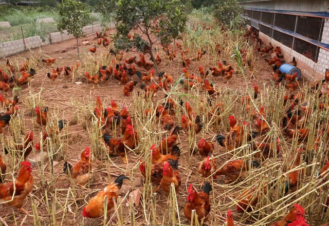 Sau rau củ quả, đến lượt giải cứu gà đồi Hải Dương 55.000 đồng/kg - 3