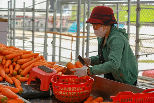Hải Dương: Cà rốt 