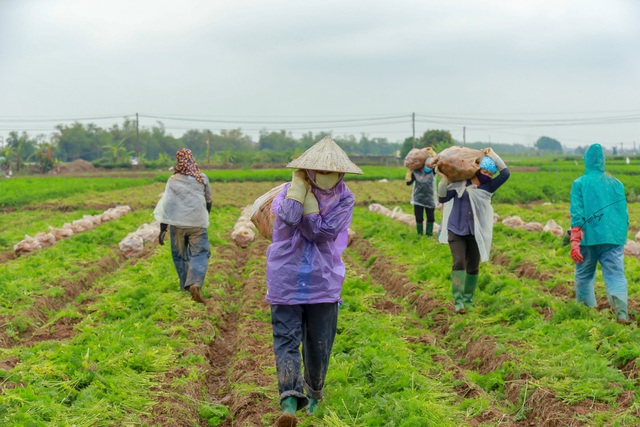 Hải Dương: Cà rốt 