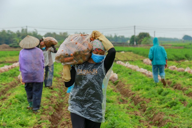 Hải Dương: Cà rốt 