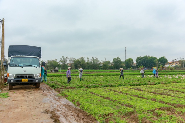 Hải Dương: Cà rốt 