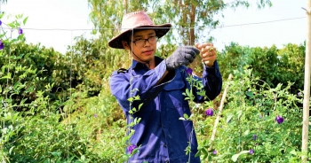 Chàng trai trẻ "biến" đất khô cằn thành nông trại dược liệu