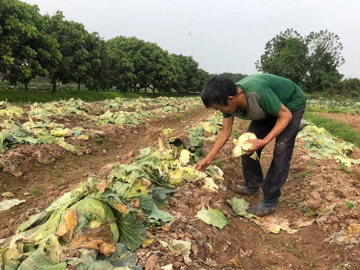 Bắt mạch yếu điểm ngành nông nghiệp Thủ đô