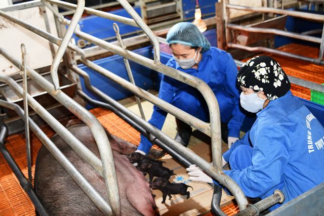 Lần đầu tiên Việt Nam nhân bản thành công lợn Ỉ