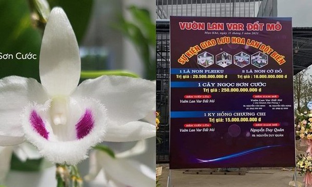Hoa lan đột biến trăm tỷ đồng: Kẽ hở pháp luật hay chiêu trò lách thuế? - 1