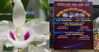 Hoa lan "đột biến" trăm tỷ đồng: Kẽ hở pháp luật hay chiêu trò lách thuế?