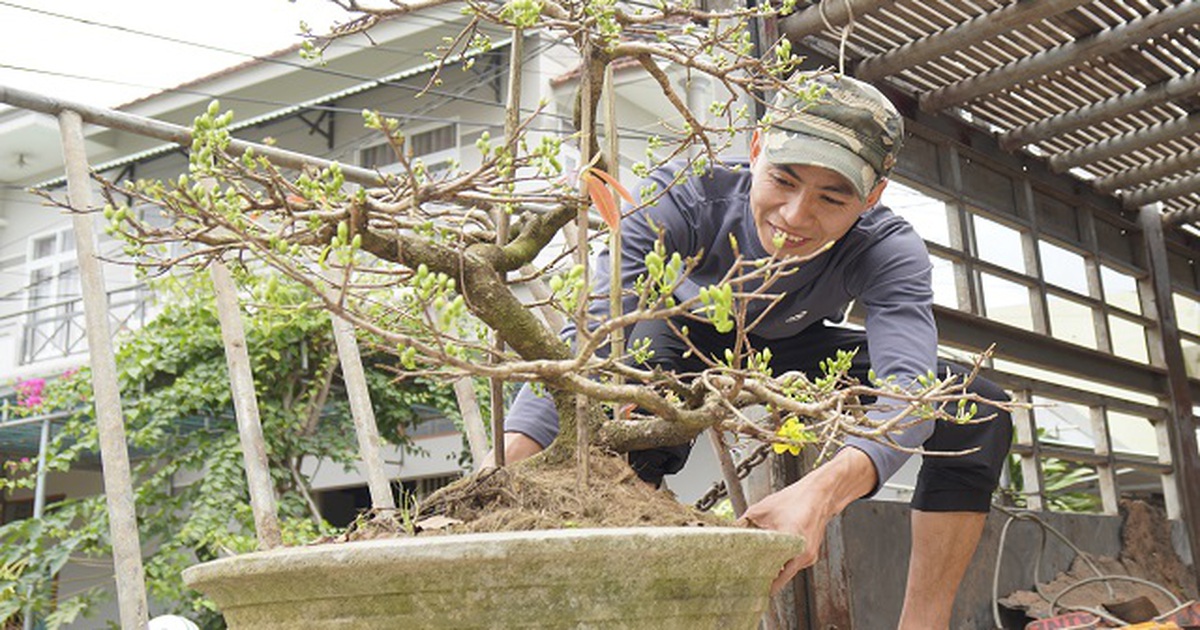 Thương lái bỏ cọc, thủ phủ mai vàng Bình Định vẫn thu về 80 tỷ đồng