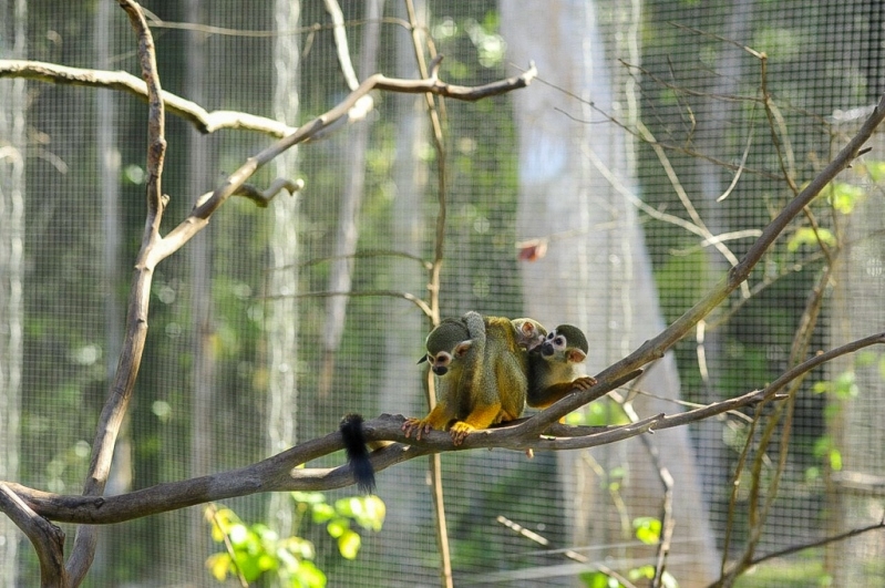 vinpearl safari phu quoc 17 ngay don 2 ca the te giac quy chao doi