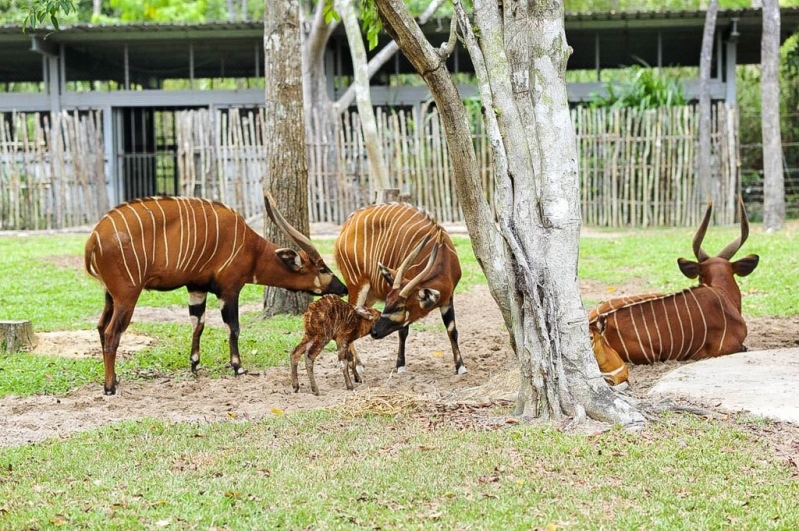 vinpearl safari phu quoc 17 ngay don 2 ca the te giac quy chao doi