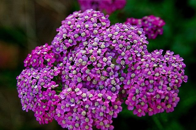 Tử vi ngày 6/4/2021: Tuổi Tỵ tiểu nhân hãm hại, tuổi Tuất lối thoát cuối đường