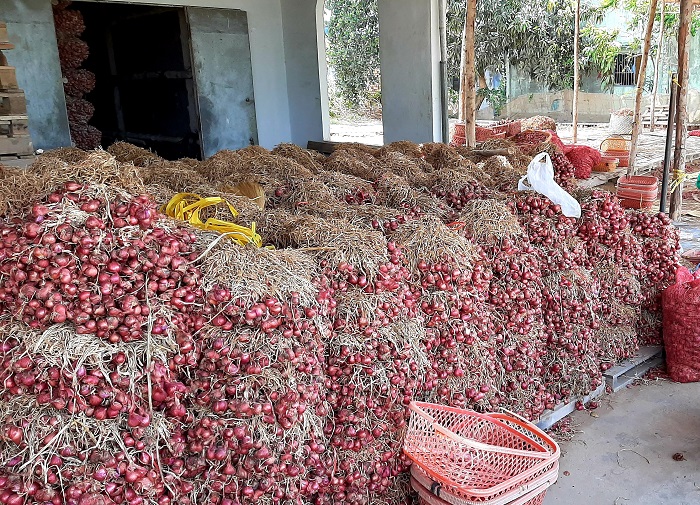 Sóc Trăng: Giá hành tím lao dốc, nông dân… lao đao