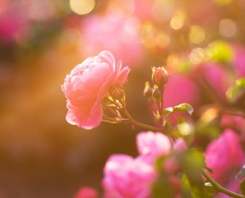Tử vi ngày 29/6/2019: Tuổi Sửu cực kì may mắn, tuổi Hợi tình duyên khởi sắc