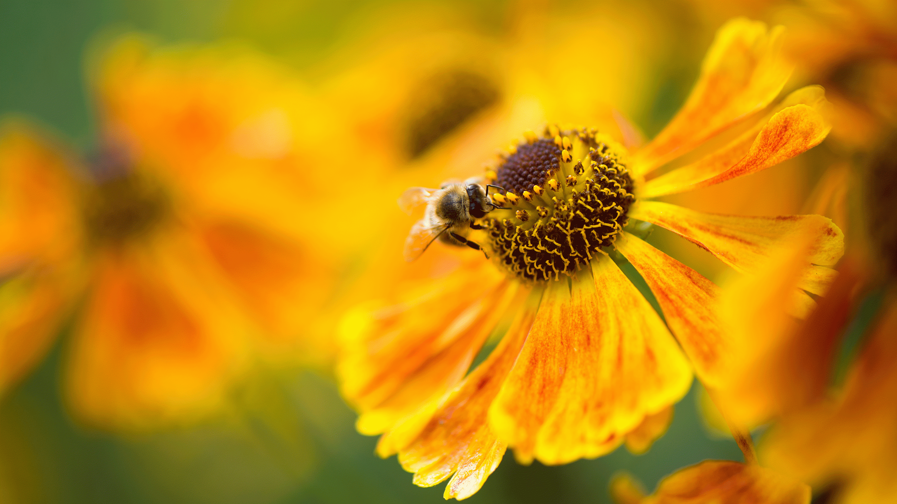 Tử vi tháng 7/2019: Tuổi Ngọ cơ hội thăng tiến, tuổi Dậu vận khí hanh thông tu vi thang 72019 tuoi ngo co hoi thang tien tuoi dau van khi hanh thong