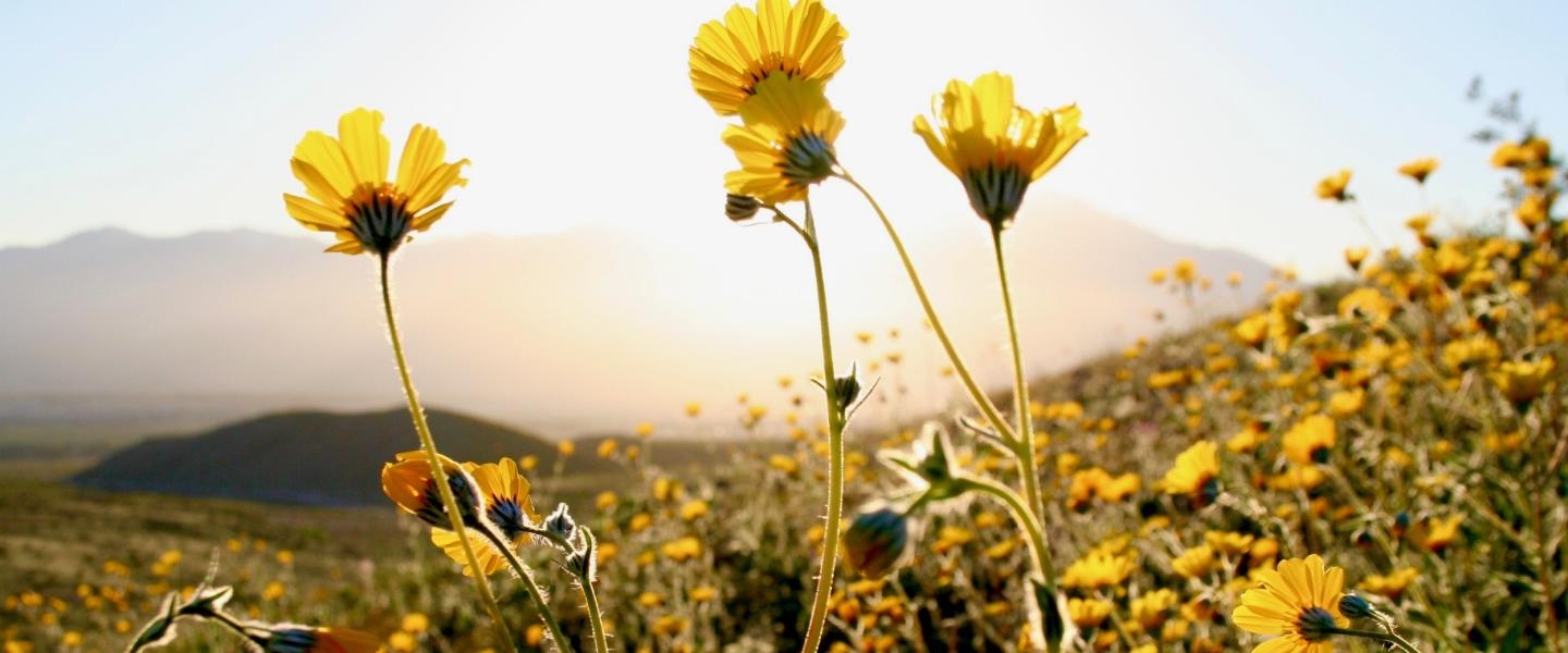 Tử vi tháng 7/2019: Tuổi Ngọ cơ hội thăng tiến, tuổi Dậu vận khí hanh thông tu vi thang 72019 tuoi ngo co hoi thang tien tuoi dau van khi hanh thong