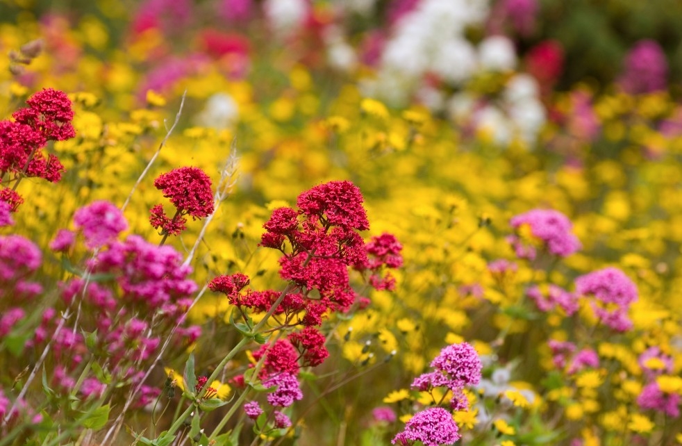 Tử vi tuần mới 19/7   25/7: Tuổi Tỵ đào hoa nở rộ, tuổi Thìn tài lộc rực rỡ