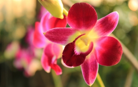 Tử vi tuần mới 28/6 - 4/7: Tuổi Thìn tương lai rực rỡ, tuổi Dậu lên bổng xuống trầm