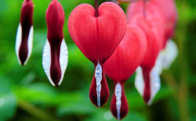 Tử vi tuần mới 28/6 - 4/7: Tuổi Thìn tương lai rực rỡ, tuổi Dậu lên bổng xuống trầm