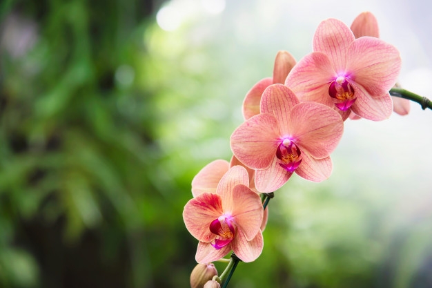 Tử vi 12 cung hoàng đạo ngày 10/8/2021: Kim Ngưu hứng khởi