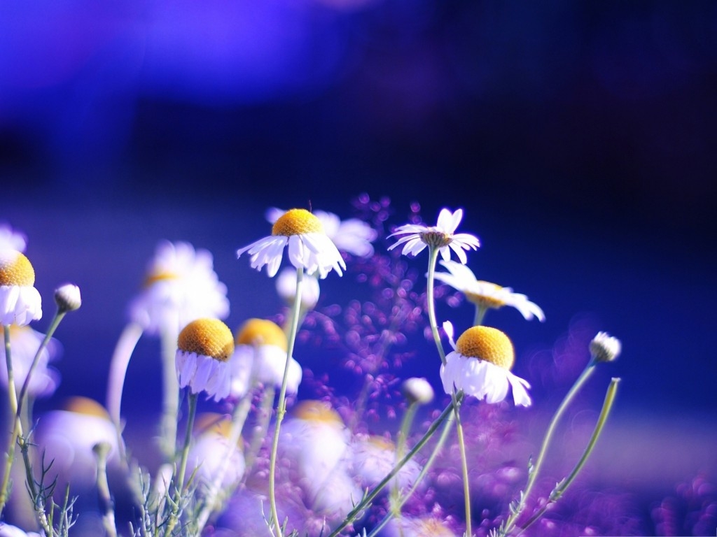 Tử vi ngày 2/1/2023: Tuổi Ngọ tin vui thăng tiến, tuổi Mùi khẳng định vị thế