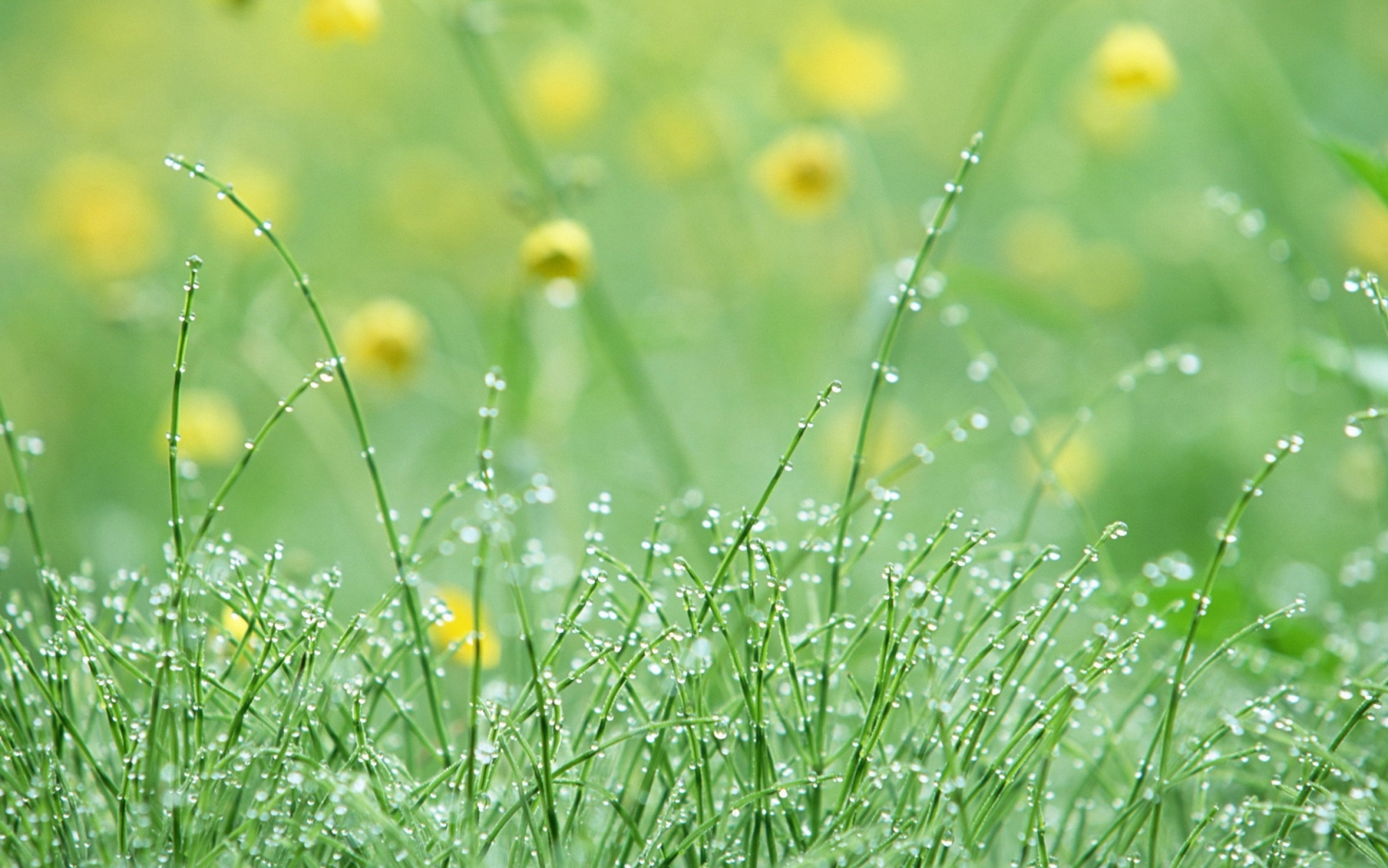 Tử vi 12 cung hoàng đạo ngày 7/8/2021: Sư Tử gặp rắc rối