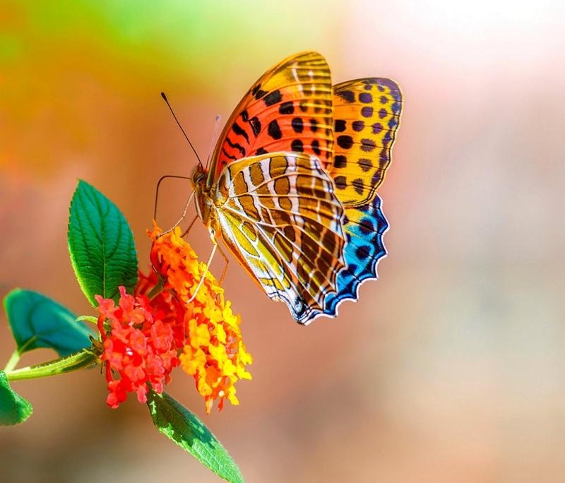 tu vi ngay 1572019 tuoi mao den tinh do bac tuoi ngo cam xuc that thuong